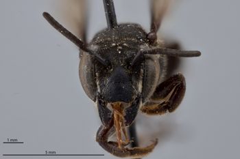 Media type: image;   Entomology 16212 Aspect: head frontal view